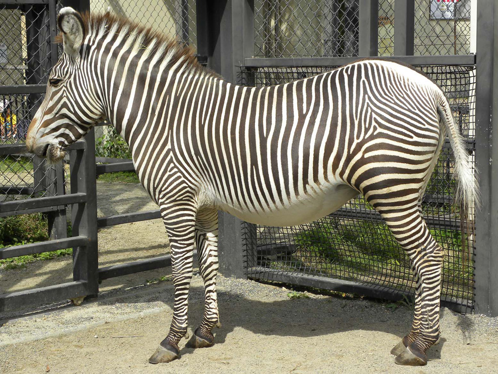 zoo_zebra